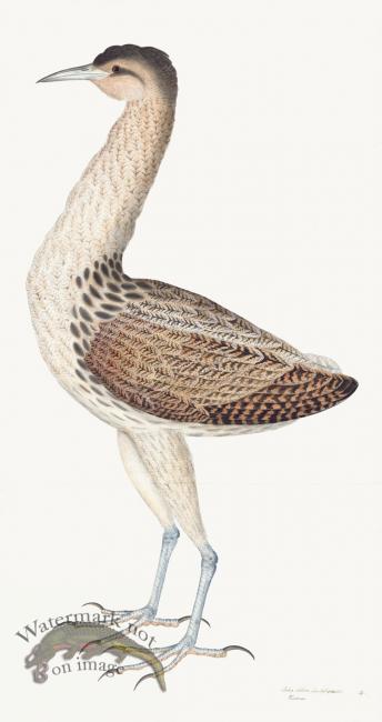 Rudbeck 004 Bittern 18x34